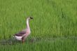 Goose in ricefield