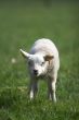 Cute little lamb