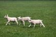 Running through the field