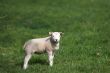 Curious lamb