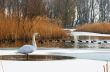 Swan in a winter landscape