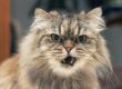 persian cat