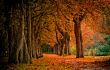 autumn in the forest