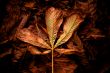 autumn in the forest