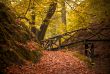 autumn in the forest