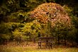 autumn in the forest