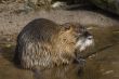 coypu or nutria