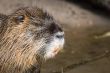 coypu or nutria