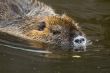 coypu or nutria