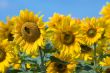 beautiful sunflowers