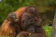 mother orangutan with her cute babies