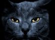 mean looking cat