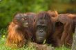 mother orangutan with her cute baby