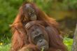 mother orangutan with her cute baby