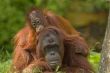 mother orangutan with her cute baby