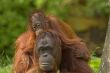 mother orangutan with her cute baby