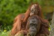 mother orangutan with her cute baby