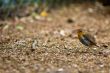 A robin redbreast