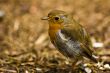 A robin redbreast
