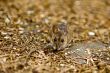 a mouse on the forest floor