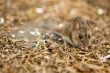 a mouse on the forest floor
