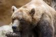 Brown Bear