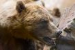 Brown Bear