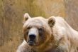 Brown Bear