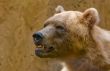Brown Bear