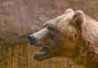 Brown Bear