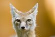 corsac fox