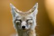 corsac fox