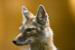 corsac fox
