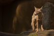 corsac fox