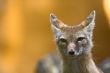 corsac fox