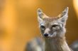 corsac fox