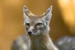 corsac fox