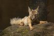 corsac fox