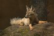corsac fox