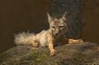 corsac fox