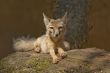 corsac fox