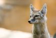 corsac fox