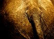 grungy behind of an elephant