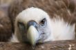 Funny looking vulture