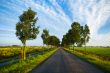 country road in summer