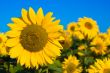 beautiful sunflowers