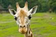 cute giraffe