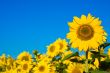 beautiful sunflowers