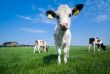 cute baby cow
