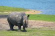 big rhinoceros